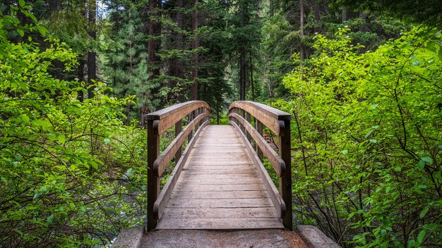 Footbridge in the forest