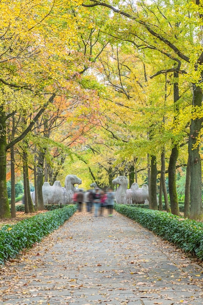 Free photo footpath by statues at ming xiaoling mausoleum