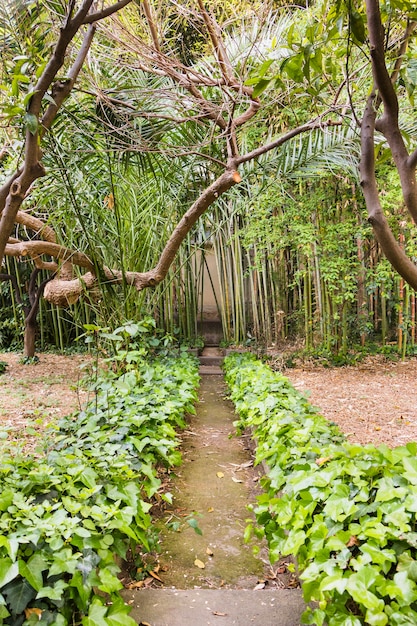 Footpath in tropical forest