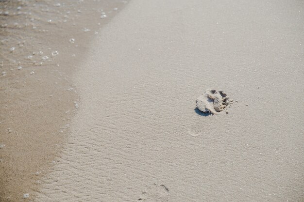 日差しの砂の足跡