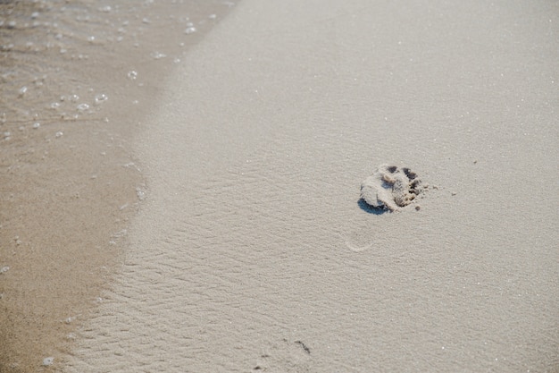Footprint on sand in sunlight