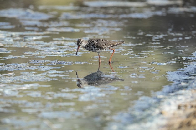 Free photo foraging common redshank tringa totanus