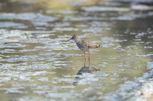 Foraging Common redshank Tringa totanus