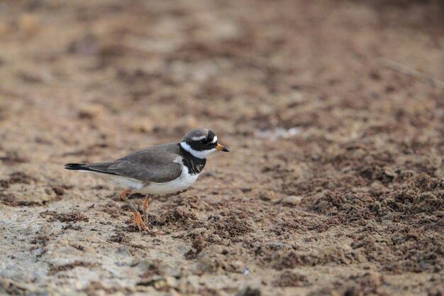 一般的な環状のチドリ、Charadrius hiaticulaの採餌