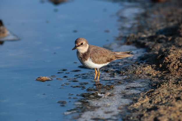 Foraging common ringed plover on the seashore