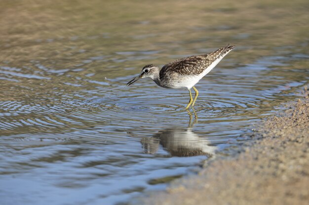 Foraging wood sandpiper in the shore