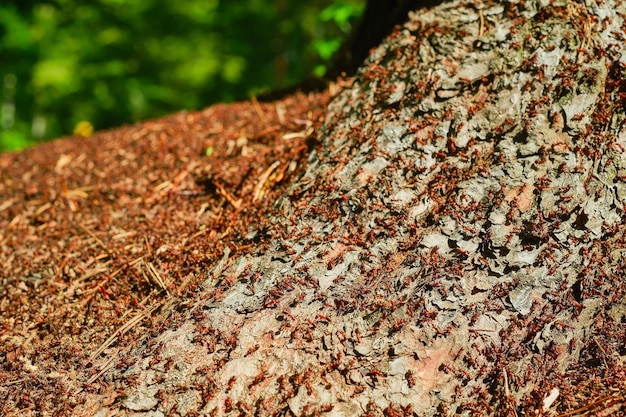 森の蟻塚のクローズアップ森の生態系の一部である赤い森の蟻は、自然の気候変動の生態系の問題に対処します。自由空間のある自然についての背景のフレーム