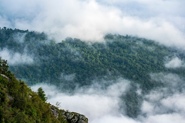 лес и облако на вершине горы