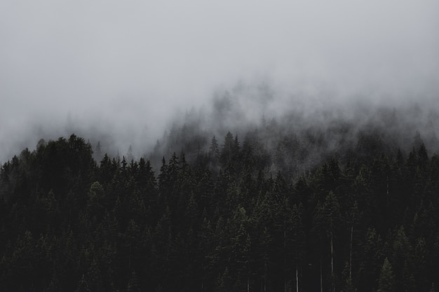 Лес под облаками