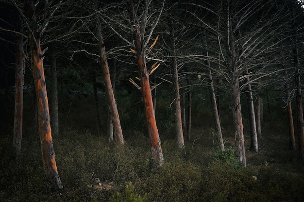 Free photo forest covered in bushes and trees during the night