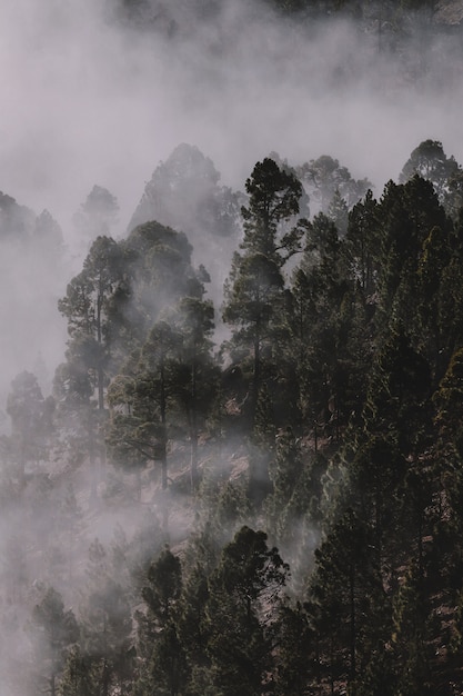 Foto gratuita foresta coperta da nebbia