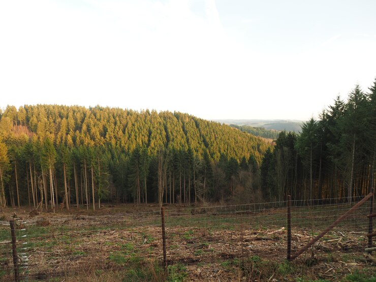 मुफ़्त फोटो forest covered in trees under the sunlight at daytime