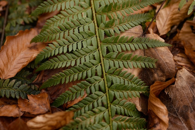 Free photo forest details captured in daylight