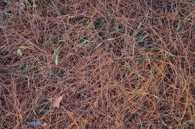 Foto gratuita sottobosco ricoperto di aghi di pino secchi vista dall'alto pericolo di siccità e incendio nelle foreste cambiamento di ecologia foto per articolo sugli incendi