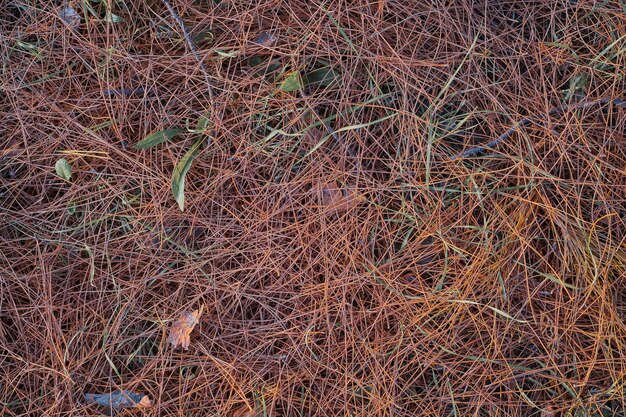 Forest floor covered with dry pine needles top view drought and fire danger in the forests Change of ecology photo for article about fires