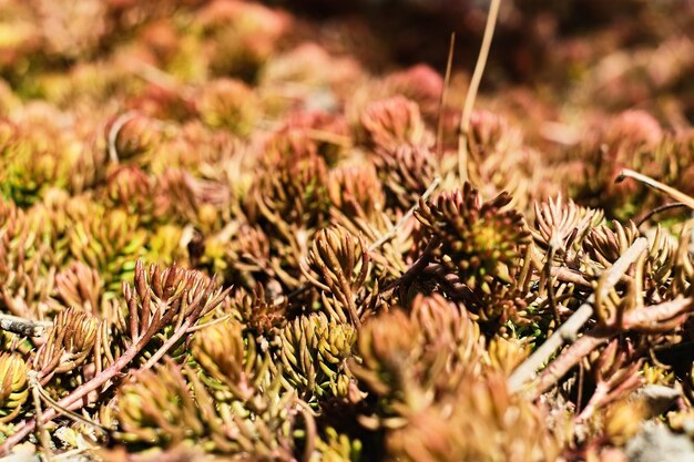 Forest floor succulents closeup selective focus Ecology and care for nature and land ecosystems of parks and forests