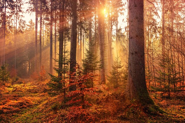 太陽光線による森林熱