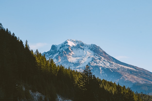 Forest on a hill with a mountain covered in the snow under sunlight