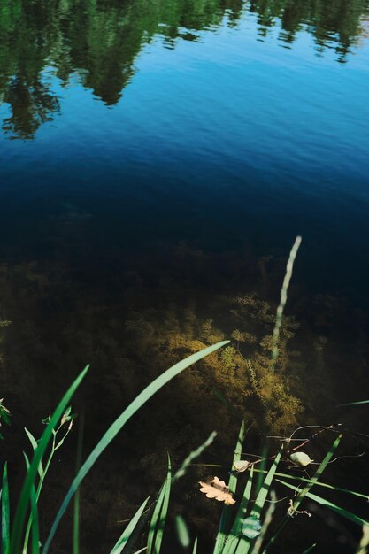 湖の自然の背景の深さで正午の藻類の森の湖壁紙やバナーのトップビュー森林生態系垂直フレームのアイデア