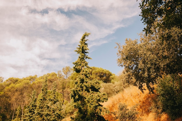 Foto gratuita paesaggio forestale e cielo nuvoloso