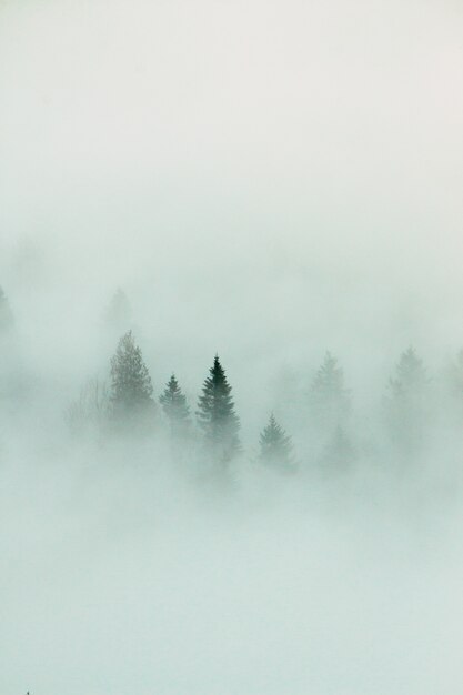 Forest landscape with dense fog