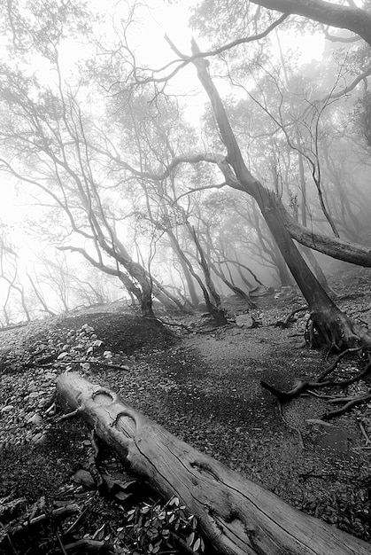 Forest landscape