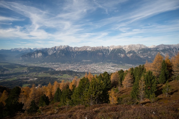 Free photo forest on mountain range