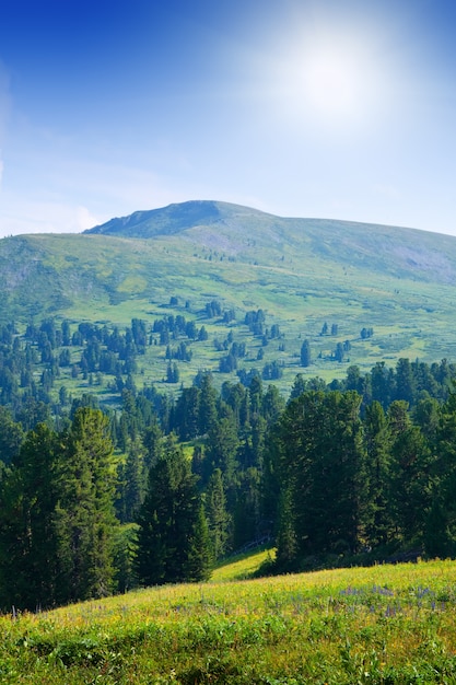 Foto gratuita montagne forestali