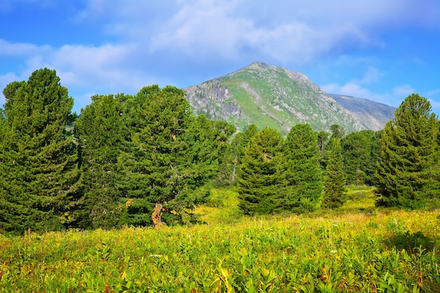 Foto gratuita montagne forestali