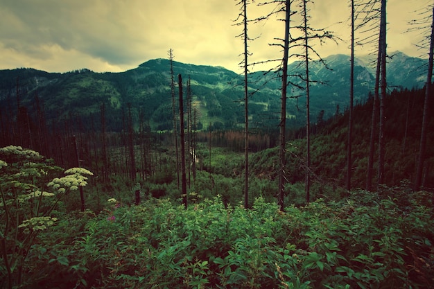 Forest in mountanis.