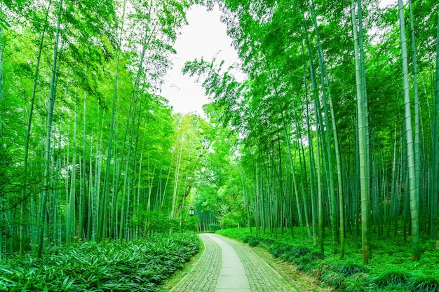 森林の性質中国の成長日