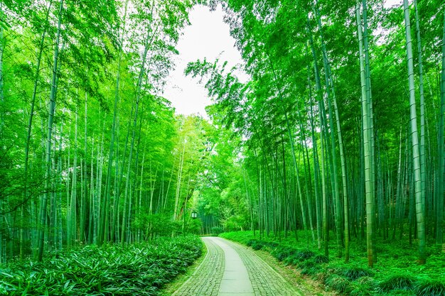 森林の性質中国の成長日