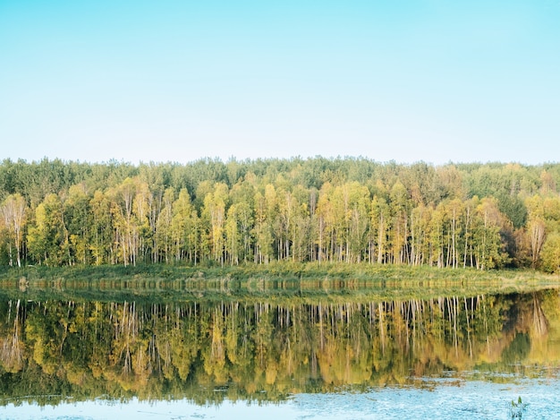 Forest near the lake with the green trees reflected in the water