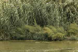 Foto gratuita foresta vicino a un paesaggio fluviale