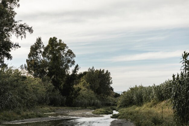 Forest near a river landscape