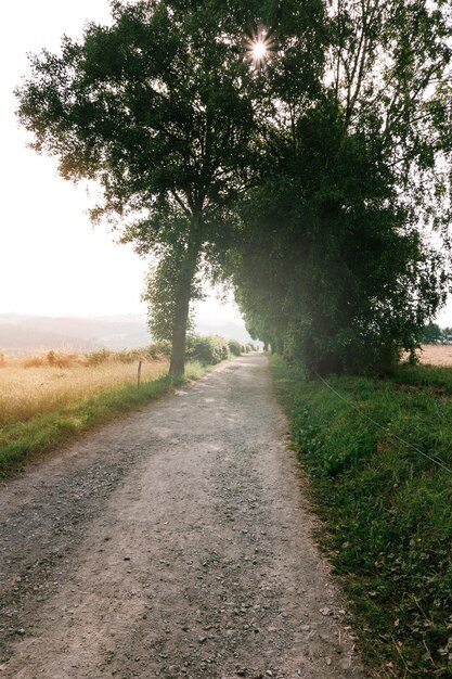 Forest path with sunrise light