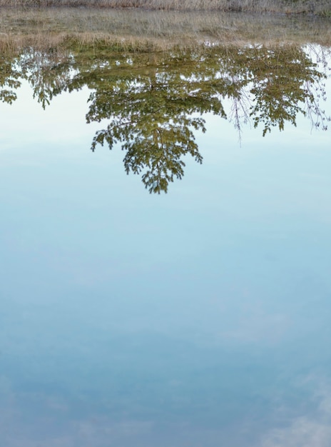 Forest reflected in water lake