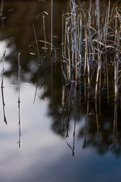 水の湖に映る森