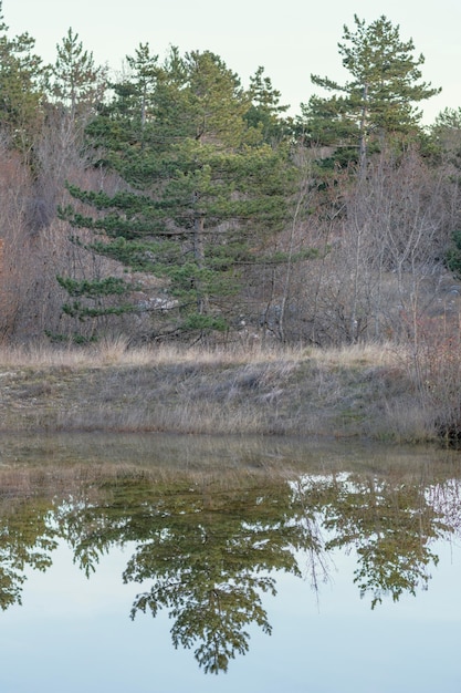 Лес отражается в воде озера