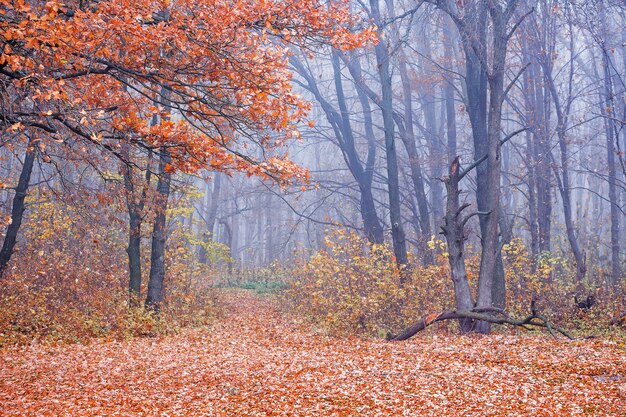 Download Free Photo High Angle Shot Of Yellow Autumn Laves On Concrete Ground Yellowimages Mockups