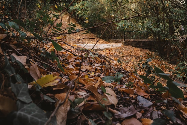 Foto gratuita scena forestale con foglie di autunno