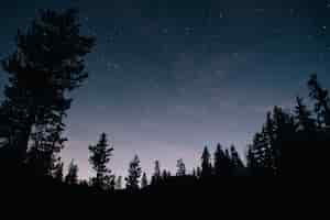 Free photo forest and the starry sky in the night