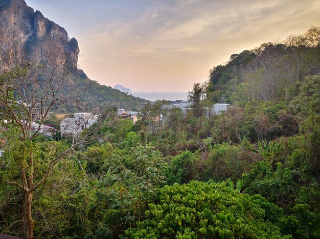 Forest surrounded by high cliffs