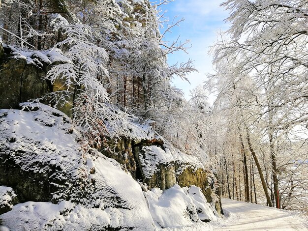 ノルウェーのラルヴィークの日光の下で雪に覆われた岩や木々に囲まれた森