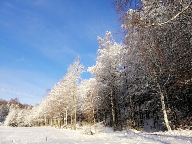 太陽の下で雪に覆われた木々とノルウェーの青空に囲まれた森