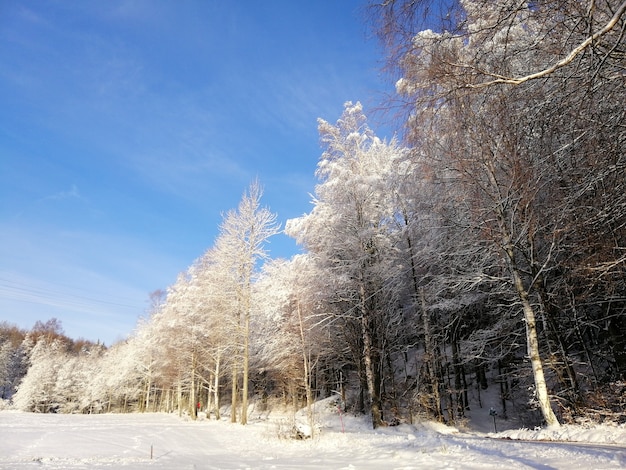 Лес, окруженный деревьями, покрытыми снегом, под солнечным светом и голубым небом в Норвегии