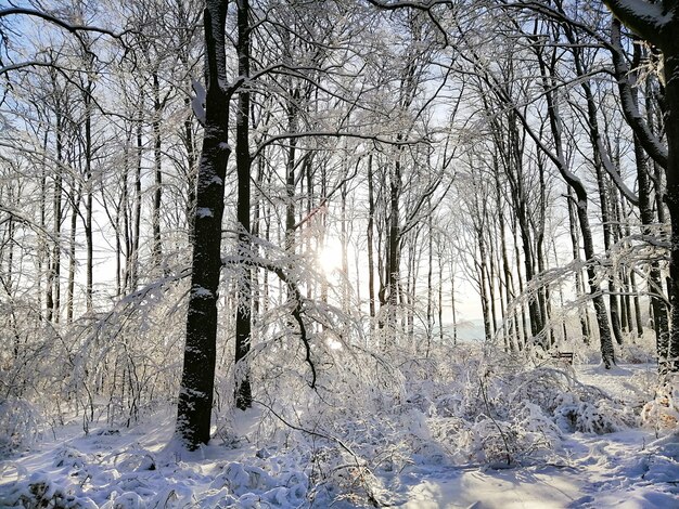 ノルウェーのラルヴィークで日光の下で雪に覆われた木々に囲まれた森