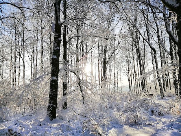 ノルウェーのラルヴィークで日光の下で雪に覆われた木々に囲まれた森