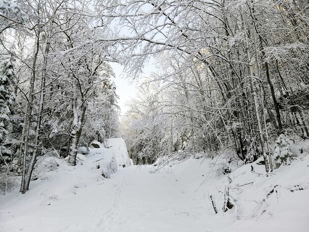 ノルウェーのラルヴィークで日光の下で雪に覆われた木々に囲まれた森