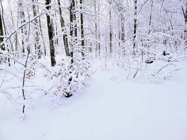 ノルウェーのラルヴィークの日光の下で雪に覆われた木々に囲まれた森